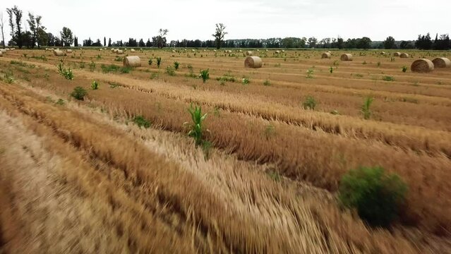 Aerial view of a golden haystack field in rural Croatia.