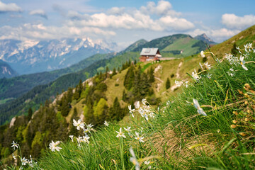 Blossom of white daffodil flowers on Golica mount, Slovenia, Karavanke mountains. Amazing nature, spring landscape with flowering slope, stunning alpine peaks and clouds, outdoor travel background - 741462662