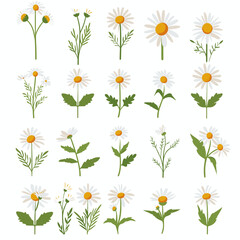 Camomile icon set. White daisy chamomile. Cute round flower plant collection