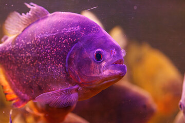 underwater photography of fish Pygocentrus nattereri