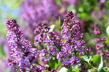 Blooming lilac close-up. Spring lilac