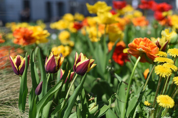 Obraz premium Yellow tulips in the garden