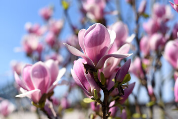 Pink magnolias in the botanical garden