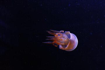 Obraz premium underwater photography of beautiful flame jellyfish rhopilema esculentum