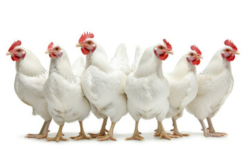 Fluffy white chickens and roosters stand in a row on a farm. poultry farming, white breed chickens stand waiting for food. White chicken are contained in a poultry farm