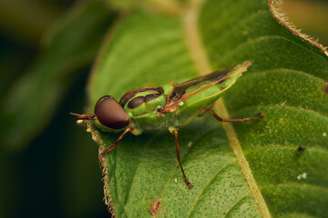 Green soldier fly perched on a leaf Hedriodiscus Pulcher