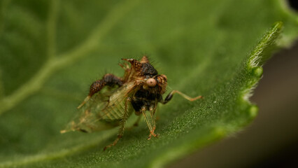 strange insect walking on a green leaf (Cyphonia)