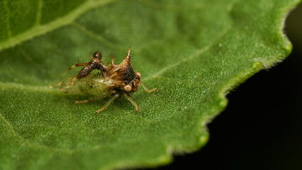 strange insect walking on a green leaf (Cyphonia)