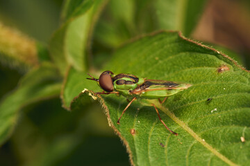 Green soldier fly perched on a leaf Hedriodiscus Pulcher