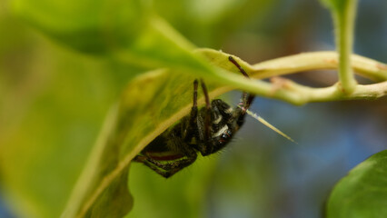 An orange and black Jumper Spider perched on a green leaf