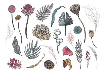 Vector collection of dried flowers, leaves and branches. hydrangea, palm leaves, eucalyptus and other plants.
