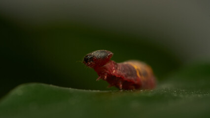 Obraz premium a small red and yellow caterpillar walking on a green leaf