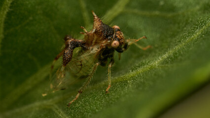 strange insect walking on a green leaf (Cyphonia)