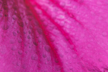 Macro drops on pink flower petals