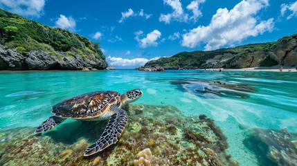 Poster Beach snorkeling with sea turtle on Zamami Island. © UsamaR