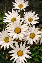 Fototapeta premium White daisies grow in a flower bed.