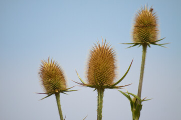 Closeup of brown cutleaf teasel seeds with blue sky on background
