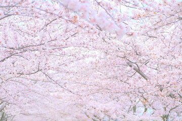 旅行のイメージ風景　桜,フローラル