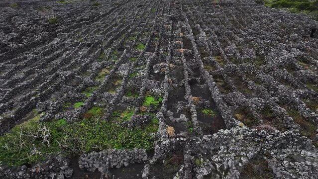 Aerial view of vineyard on Pico Island, Azores, Portugal