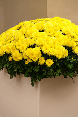 Flower pot with yellow chrysanthemums.