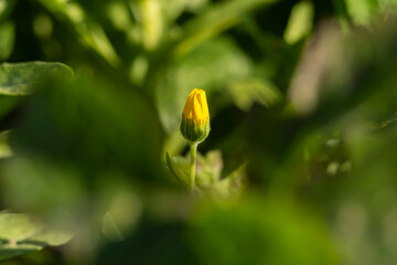 Detail of a calendula arvensis, is a species of flowering plant in the daisy family known by the common name field marigold. Selective Focus