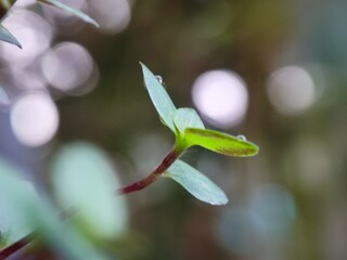 leaf, water, nature, rain, drop, plant, dew, wet, drops, macro, leaves, raindrop, grass, garden, closeup, droplet, flora, fresh, green, environment, spring, texture, summer, liquid, close-up