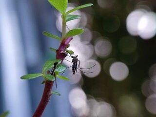 insect, nature, dragonfly, macro, bug, leaf, fly, animal, flower, summer, wildlife, wings, closeup,...