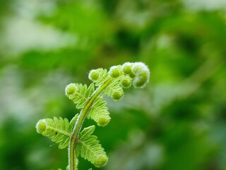 leaf, water, nature, rain, drop, plant, dew, wet, drops, macro, leaves, raindrop, grass, garden, closeup, droplet, flora, fresh, green, environment, spring, texture, summer, liquid, close-up