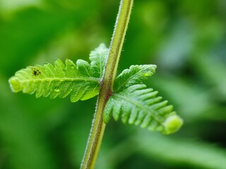 leaf, water, nature, rain, drop, plant, dew, wet, drops, macro, leaves, raindrop, grass, garden, closeup, droplet, flora, fresh, green, environment, spring, texture, summer, liquid, close-up