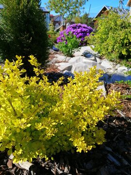 beautiful yellow Berberis thunbergii Aurea bush on a mutated bed on the background of thuja and other garden plants