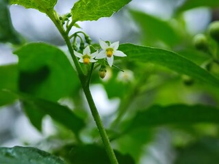 flower, spring, nature, blossom, tree, white, flowers, plant, bloom, garden, branch, beauty, leaf, summer, blooming, apple, cherry, macro, close-up, closeup, season, petal, bud, potato, flora