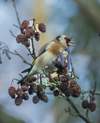 Goldfinch  on branch eating