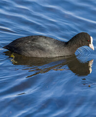 Coot in the water