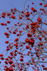 Red bunches of rowan on the branches. - 741476026