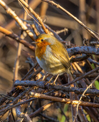 Robin on branch