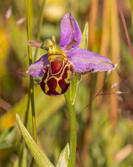 Bee Orchid flower in the garden