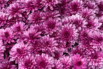 Background of violet-lilac chrysanthemums on a flowerbed in summer. - 741476835