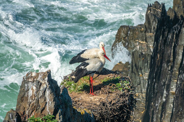 Closeup of a stork couple building their nest among the the cliffs of Cabo Sardão, Ponta do Cavaleiro, Odemira, Bejo, Alentejo, Portugal