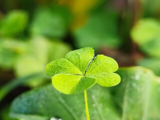 leaf with dew