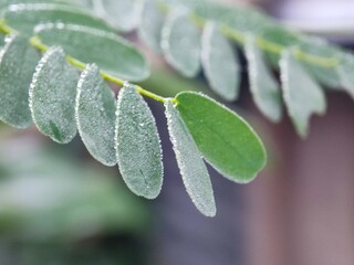 nature, insect, macro, leaf, plant, animal, bug, spring, tree, flower, closeup, insects, branch, wild, close-up, wildlife, butterfly, caterpillar, spider, water, fly, garden, bud, brown
