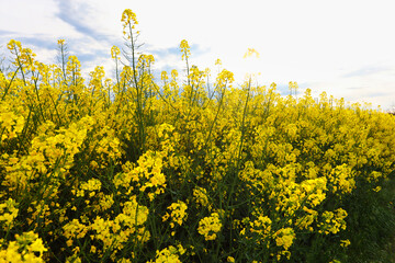 Flowering oilseed rape on a white background - 741479030