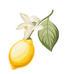 Lemons branch on white background - 741479693
