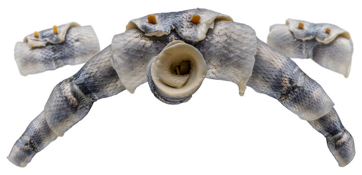 Rollmops
