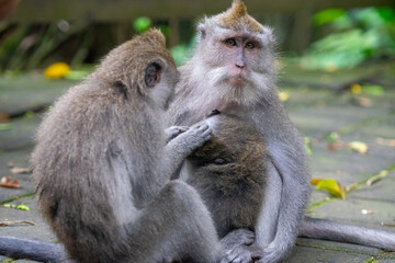 A young monkey sits and helps find fleas on its mother monkey's body at Monkey Forest Ubud Bali