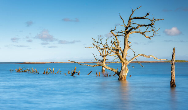 A Tree in the Sea.