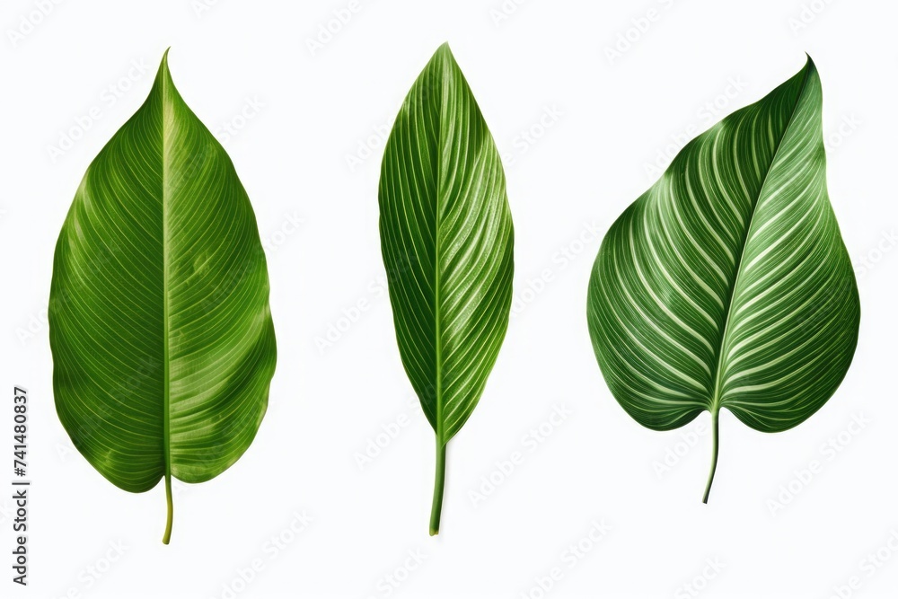 Aufkleber three different types of leaves on a plain white background. suitable for botanical presentations or
