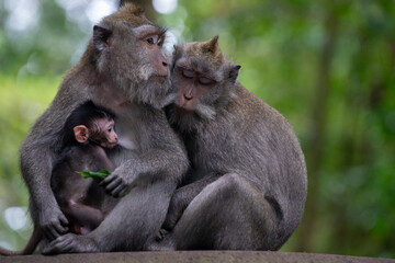 A family of monkeys hugging each other in the middle of the Bali monkey forest ubud