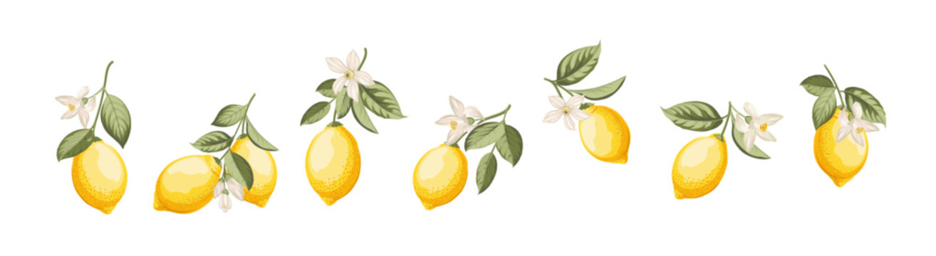 Set of different lemon branches on white background