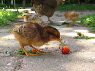 baby Kücken im Grünen fressend
