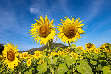 Sunflowers on an agricultural field in Asia. Plant yellow flowers  and sunflower seeds. backgroud nature blue sky and mountains. during nice sunny winter day in farmer's garden.
